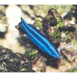 Larabicus quadrilineatus : 3-5 cm  