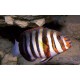 Choerodon Fasciata : 15-20 cm (Australie) 