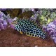 Macropharyngodon meleagris * : 6 à 8 cm  