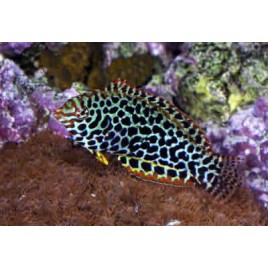 Macropharyngodon meleagris * : 6 à 8 cm  