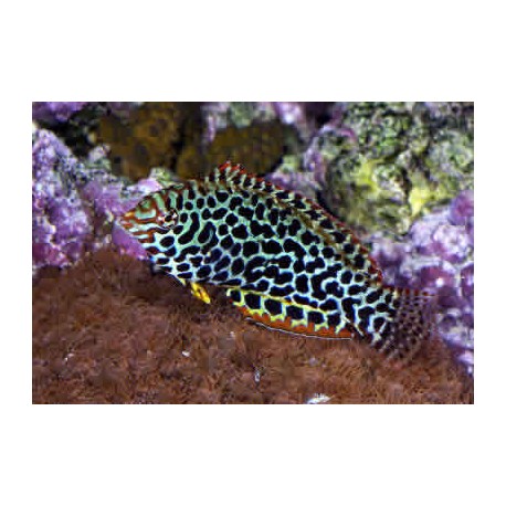 Macropharyngodon meleagris * : 6 à 8 cm  