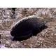 Macropharyngodon Negrosensis * : 5-7 cm  