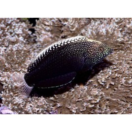 Macropharyngodon Negrosensis * : 5-7 cm  