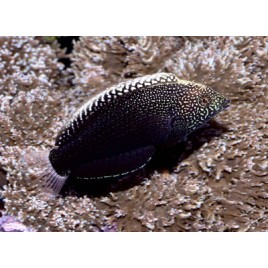 Macropharyngodon Negrosensis * : 4 à 6 cm  36,00 €