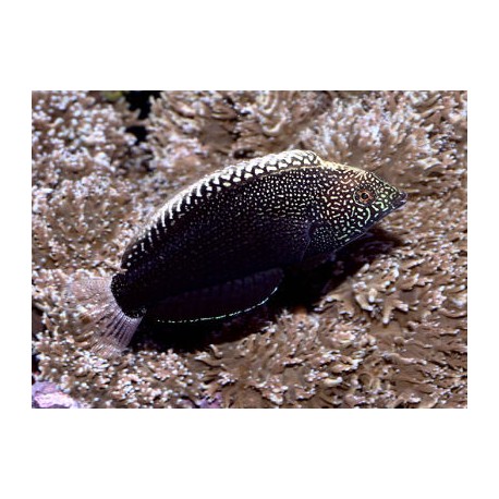 Macropharyngodon Negrosensis * : 5-7 cm  