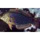 Macropharyngodon ornatus* : 7-10 cm 43,50 €