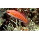 Paracheilinus angulatus : 3 à 6 cm  54,50 €