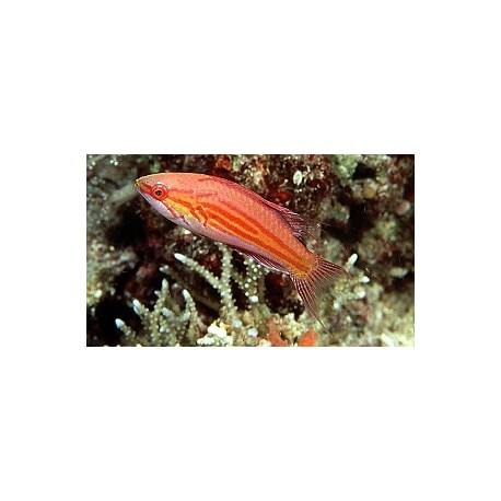 Paracheilinus angulatus : 5 à 6 cm  54,50 €