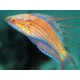Paracheilinus filamentosus mâle : 4-6 cm  43,50 €