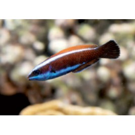 Pseudodax Molluccanus 5-7 cm