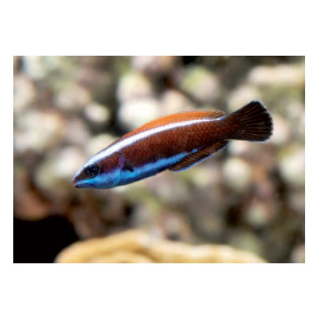 Pseudodax Molluccanus 5-7 cm