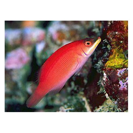 Pseudocheilinus evanidus : 4 à 6 cm  