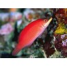 Pseudocheilinus evanidus : 4 à 6 cm