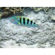 Thalassoma hardwicke 10-12 cm  