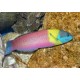 Thalassoma lucasanum mâle : 10-15 cm  