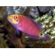 Pseudocheilinus ocellatus 3-5 cm