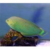Halichoeres Marginatus 11-13 cm