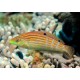 Halichoeres Cosmetus 5-8 cm 34,50 €