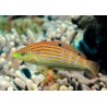 Halichoeres Cosmetus 5-8 cm