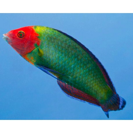 Halichoeres Rubricephalus 10-12 cm