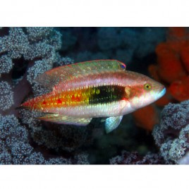 Oxycheilinus bimaculatus 6-8cm