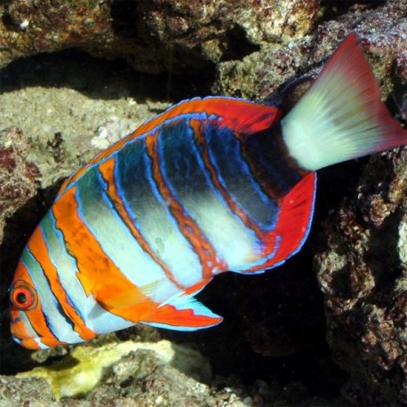 Choerodon fasciata 5-7 cm (élevage)