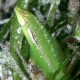 Novaculoides macrolepidotus 8-10cm