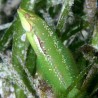 Novaculoides macrolepidotus 8-10cm
