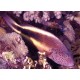 Paracirrhites Forsteri : 6-8 cm  31,50 €