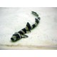 Chiloscyllium punctatum (noir et blanc) 15 cm