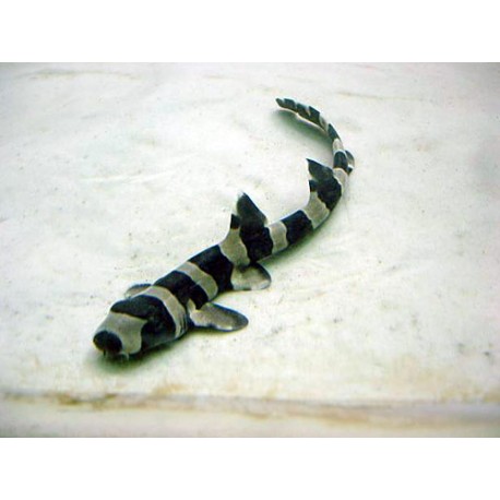 Chiloscyllium punctatum (noir et blanc) 15 cm