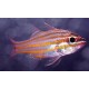 Apogon cyanosoma - Ostorhinchus cyanosoma : 2-3 cm