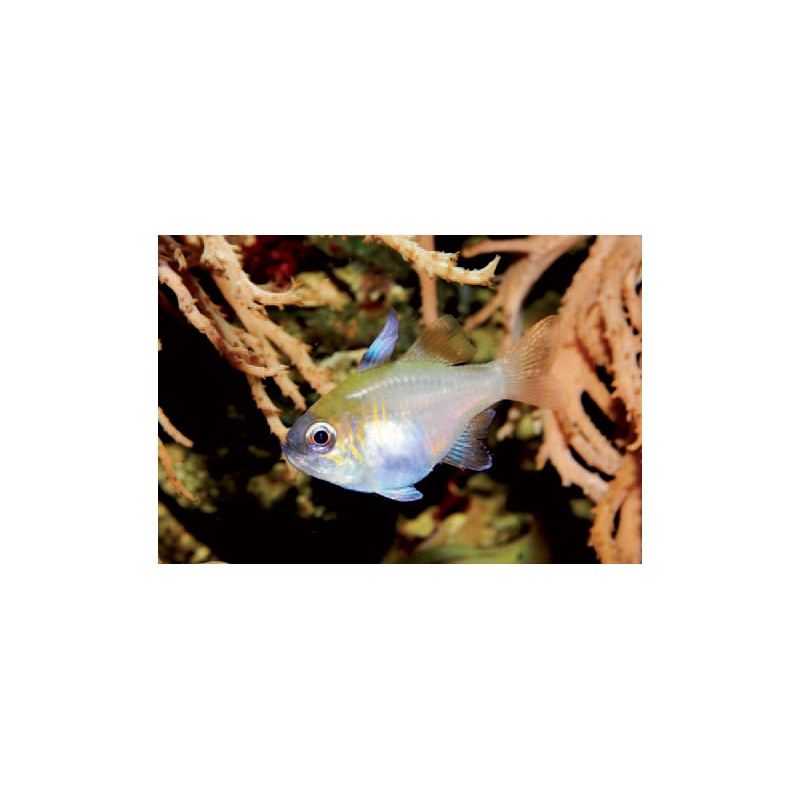 Apogon leptacanthus 2 à 4 cm*