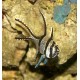 Pterapogon kauderni 3-4 cm