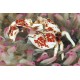 Neopetrolisthes maculatus - Crabe anémone par 2 37,90 €