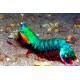 Odontodactylus scyllarus - mante 10 cm 39,50 €