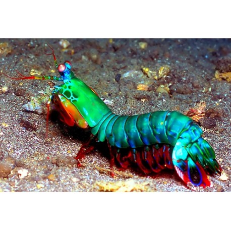 Odontodactylus scyllarus - mante 10 cm 39,50 €