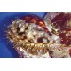 Cypraea tigris 6-10cm 29,50 €