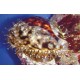 Cypraea tigris 6-10cm