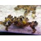Camposcia Retusa (crabe décorateur) 5-8 cm 24,90 €