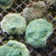 Echinopora lamellosa bleu a polypes verts 5-8 cm 34,50 €