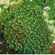Alveopora spongiosa vert branchu 