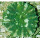 Cynarina lacrymalis vert métalique S Australie 59,50 €