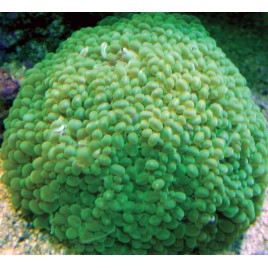 Physogyra lichtensteini vert 8 cm