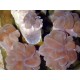 Plerogyra simplex corail bulles branchu 6-9 cm 79,50 €