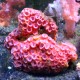 Tubastraea faulkneri-corail soleil 8-10 cm 69,50 €