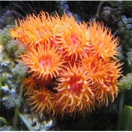 Tubastraea faulkneri-corail soleil 6 cm 69,50 €