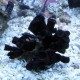 Tubastrea micrantha-corail soleil noir 5-7 cm