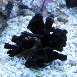 Tubastrea micrantha-corail soleil noir 5-7 cm