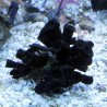 Tubastrea micrantha-corail soleil noir 5 cm